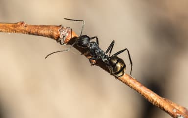 Camponotus suffusus photo 22