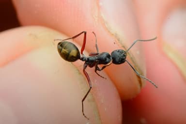 Camponotus suffusus photo 24