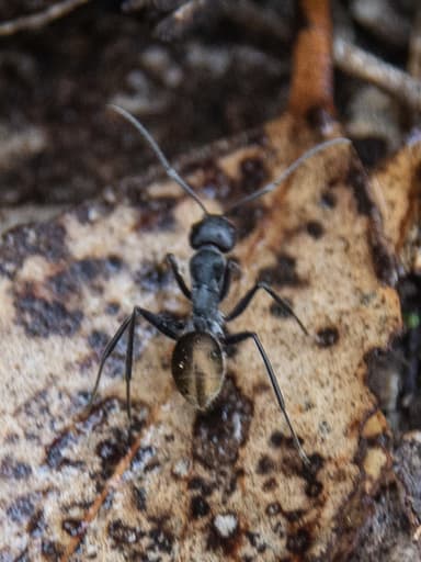 Camponotus suffusus photo 26