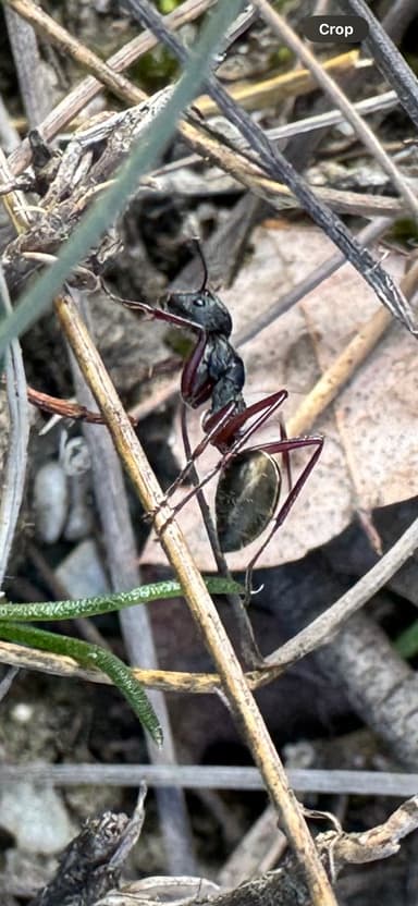 Camponotus suffusus photo 27