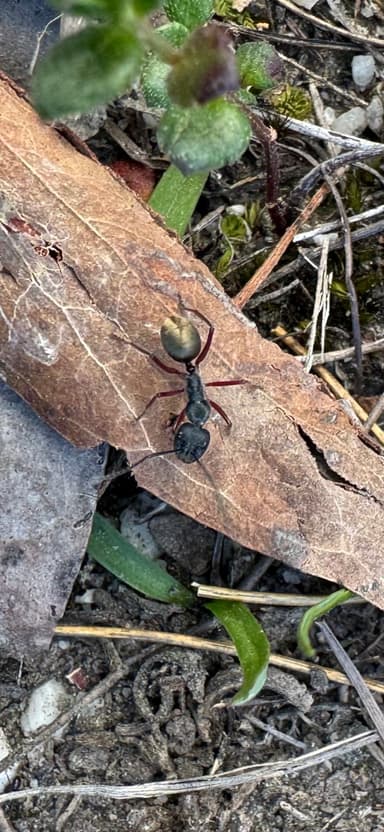 Camponotus suffusus photo 28