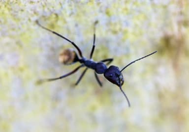 Camponotus suffusus photo 29