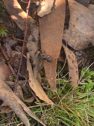 Camponotus suffusus photo 31