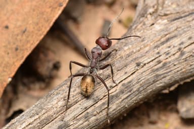 Camponotus suffusus photo 35