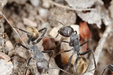 Camponotus suffusus photo 40