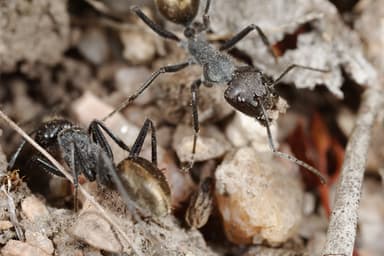 Camponotus suffusus photo 41