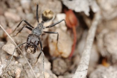 Camponotus suffusus photo 42