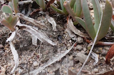 Camponotus suffusus photo 43