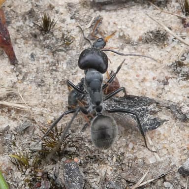 Camponotus suffusus photo 46