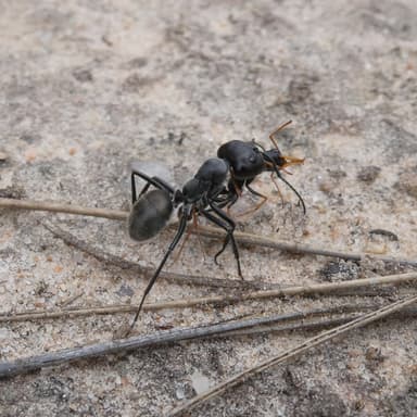 Camponotus suffusus photo 47