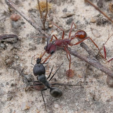 Camponotus suffusus photo 48