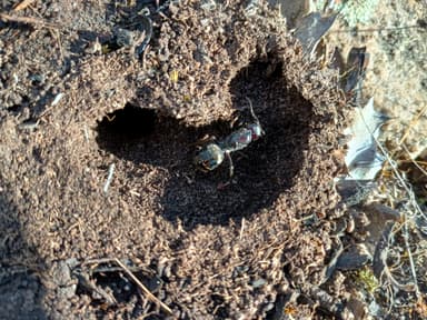 Camponotus suffusus photo 50