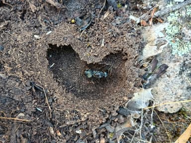 Camponotus suffusus photo 51