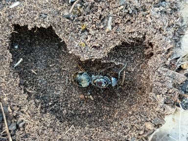 Camponotus suffusus photo 52