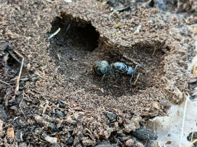 Camponotus suffusus photo 53
