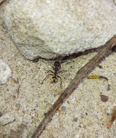 Camponotus suffusus photo 54