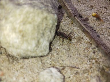Camponotus suffusus photo 55