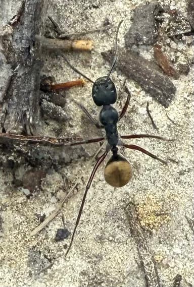 Camponotus suffusus photo 56