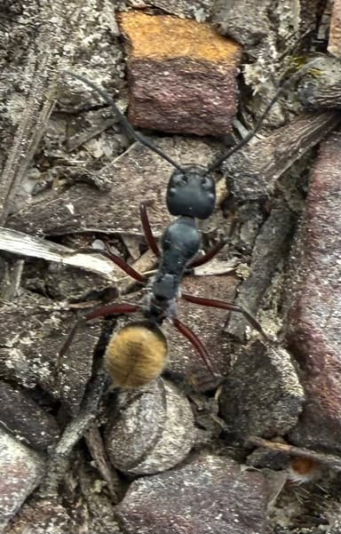 Camponotus suffusus photo 57