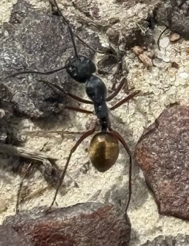 Camponotus suffusus photo 58