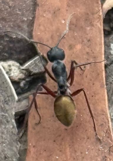 Camponotus suffusus photo 59
