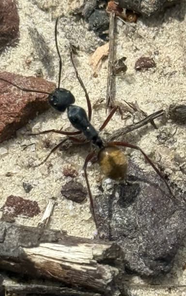 Camponotus suffusus photo 60