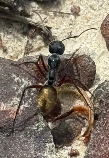 Camponotus suffusus photo 61