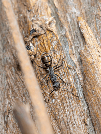 Camponotus suffusus photo 63
