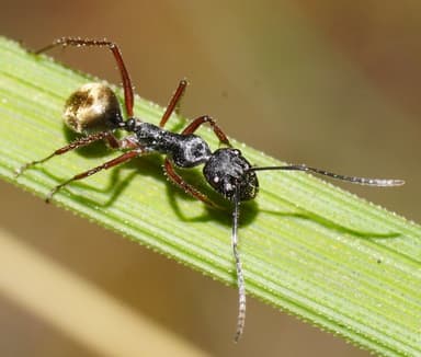 Camponotus suffusus photo 65