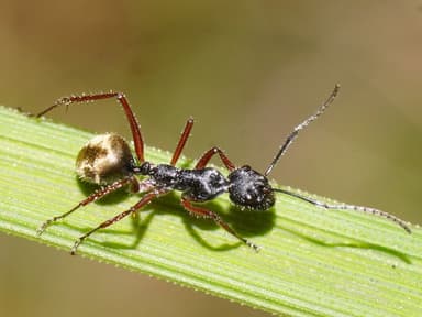 Camponotus suffusus photo 66