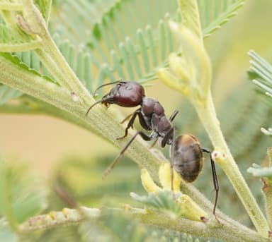 Camponotus suffusus photo 67