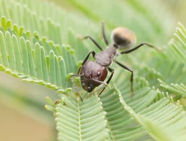 Camponotus suffusus photo 69