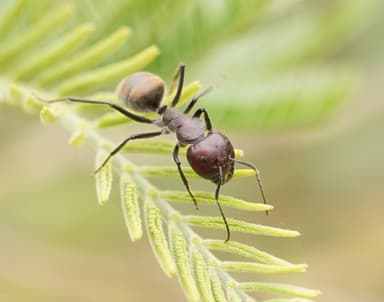 Camponotus suffusus photo 71