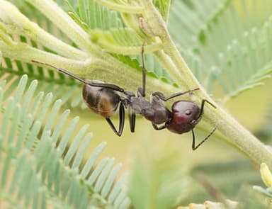Camponotus suffusus photo 72
