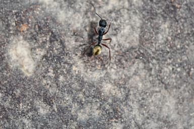 Camponotus suffusus photo 73