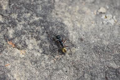 Camponotus suffusus photo 75