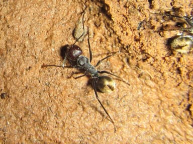 Camponotus suffusus photo 76