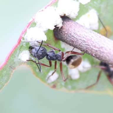 Camponotus suffusus photo 77