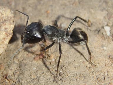 Camponotus suffusus photo 79
