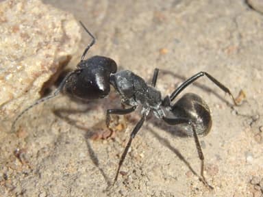 Camponotus suffusus photo 80