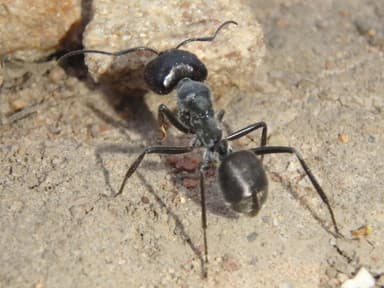 Camponotus suffusus photo 81