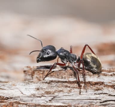 Camponotus suffusus photo 82