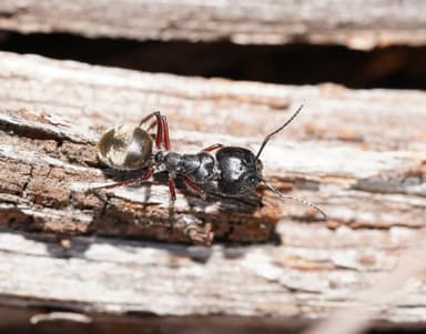 Camponotus suffusus photo 83