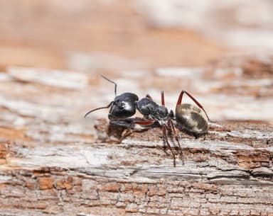 Camponotus suffusus photo 85