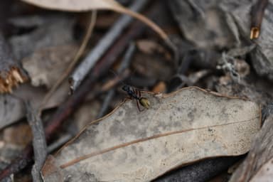 Camponotus suffusus photo 86