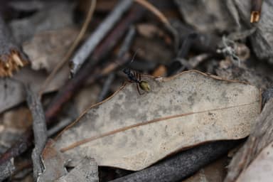 Camponotus suffusus photo 87