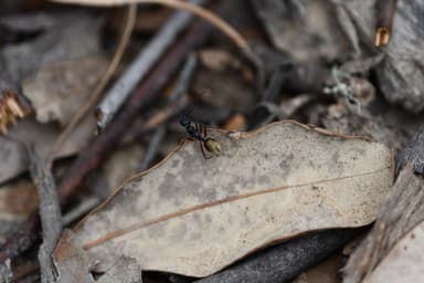 Camponotus suffusus photo 88
