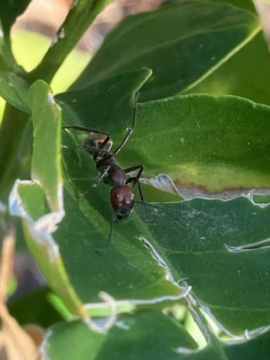 Camponotus suffusus photo 90