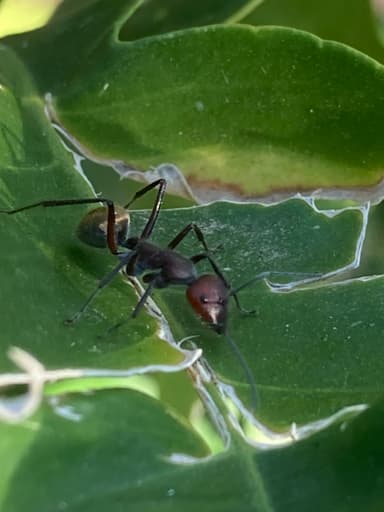 Camponotus suffusus photo 91