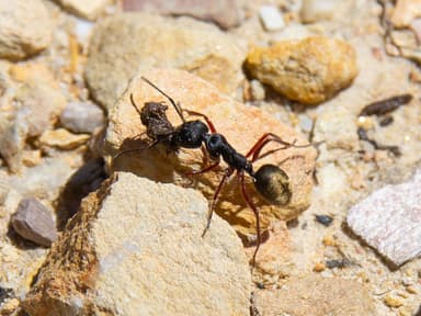 Camponotus suffusus photo 92
